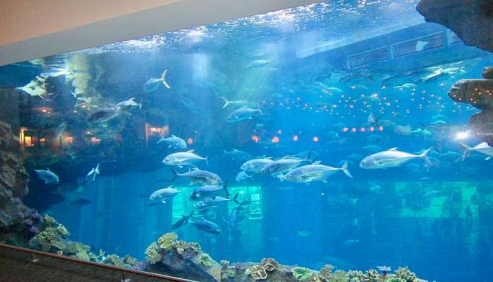 
Dubai_Aquarium_and_underwater_Zoo