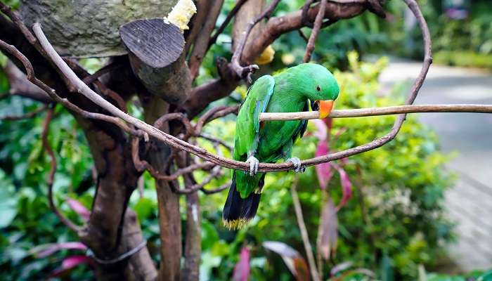 Edward Youde Aviary