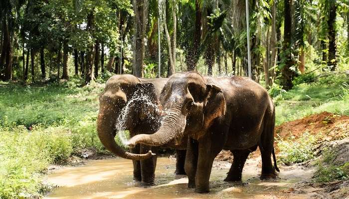 Elephant Rides, Things To Do In Krabi