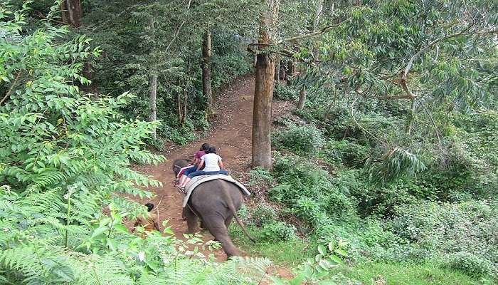 Things to do in Munnar- Elephant Safari 