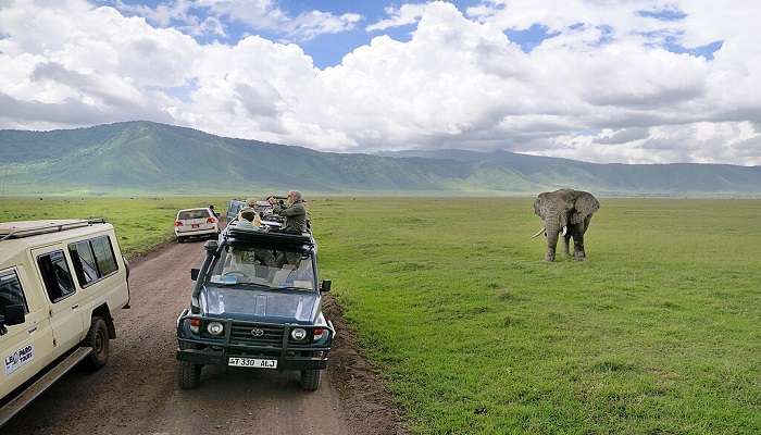 Tanzania is the hidden jewel of Africa where the giants roam at their own free will