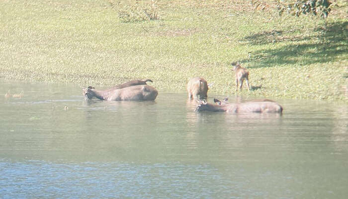 Deer gazing in Periyar National Park, Kerala