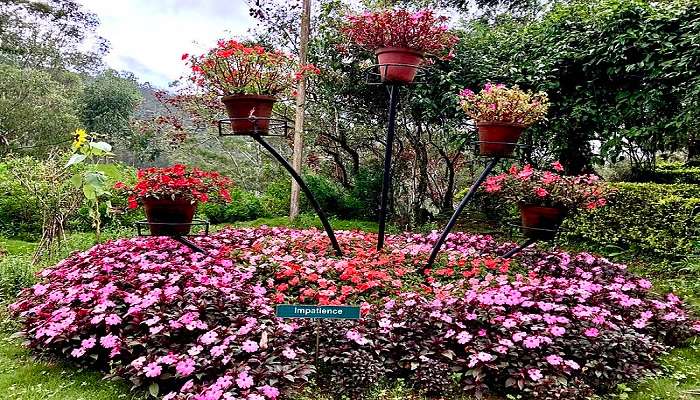 Things to do in Munnar- Visit Rose Garden 