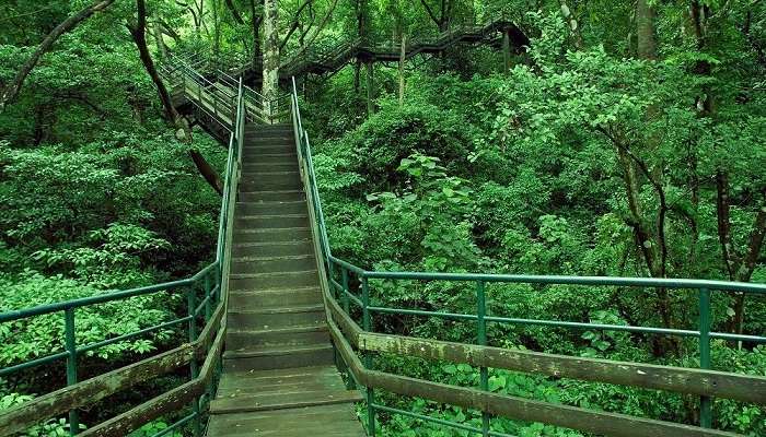 Gavi inside Ranni Reserve Forest