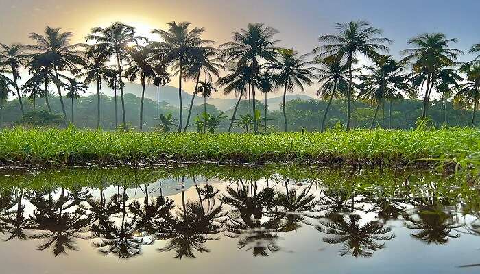 Coconut Trees view in Backwaters