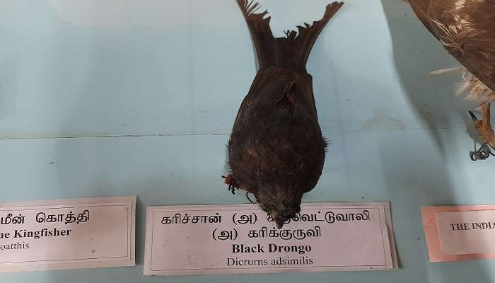 Government Museum displaying the natural history of the city