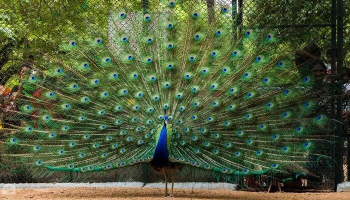 Guindy National Park, National Parks Near Bangalore