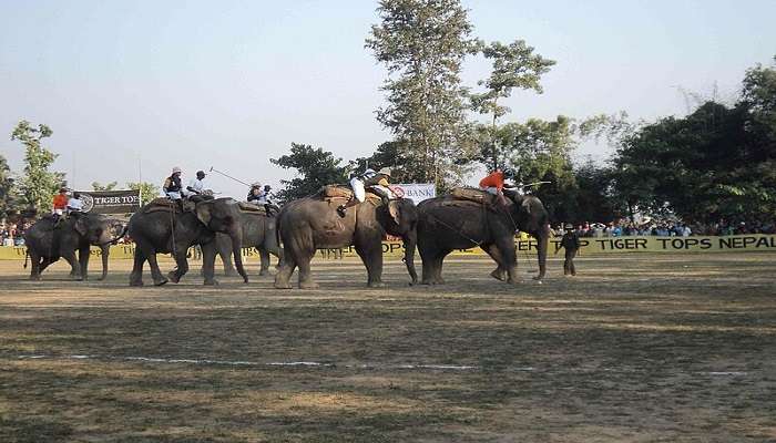 things to do in Nepal - watch elephant polo