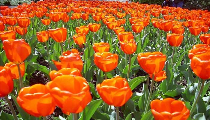 History of Tulip Garden