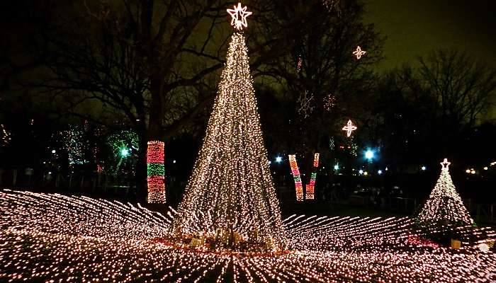 Zoo lights in Miami