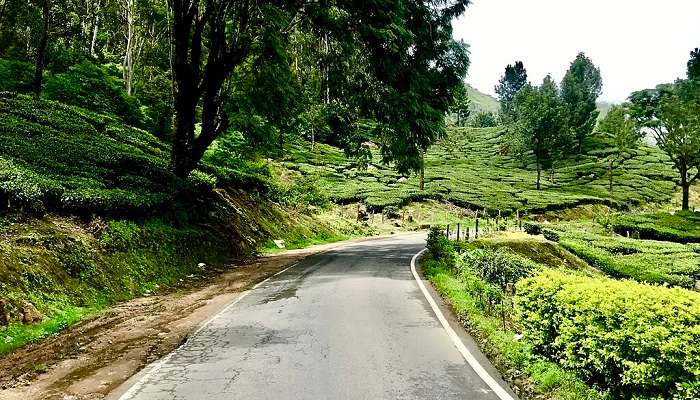 Kochi Munnar Road through the tea estates