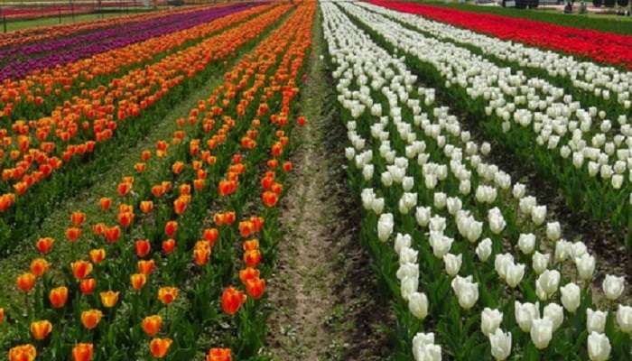 Indira Gandhi Memorial Tulip Garden