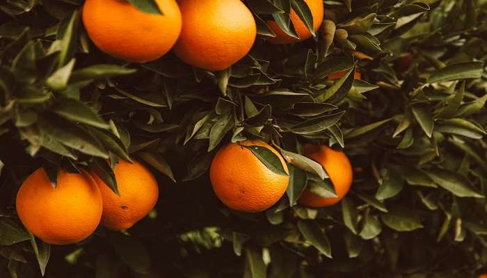 Jampui Hills Taste The Fresh-Plucked Juicy Oranges