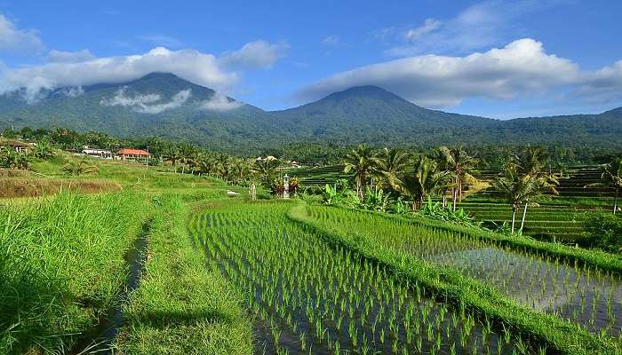 Jatiluwih Green Land