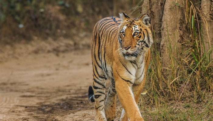 Jim Corbett, one of the best places to visit in Nainital