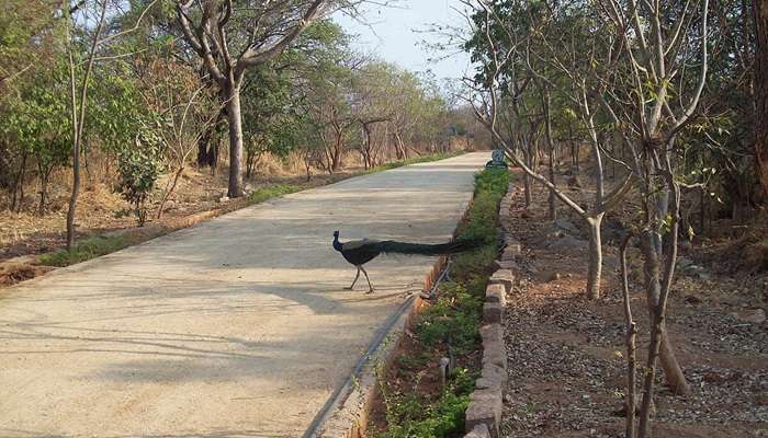 KBR National Park is a paradise for nature lovers in Hyderabad 