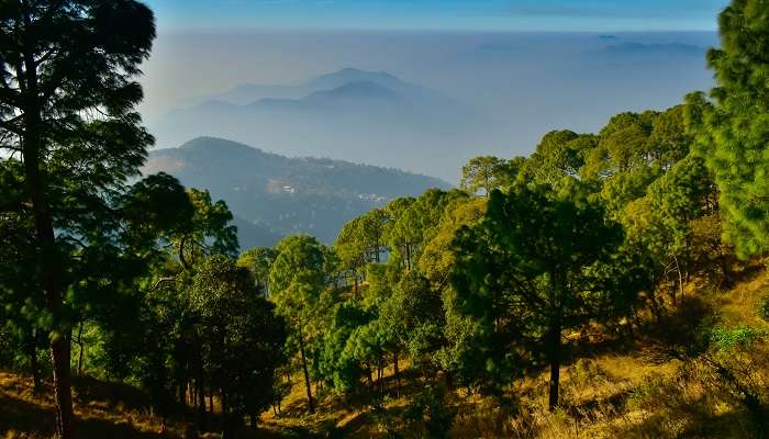 Lush green view of Kasauli, a perfect weekend getaway from Himachal.