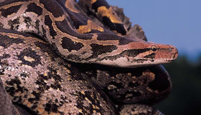 Katraj Snake Park, among the places to visit in Pune in summer 