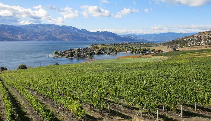 Kelowna_Vineyards evergreen view