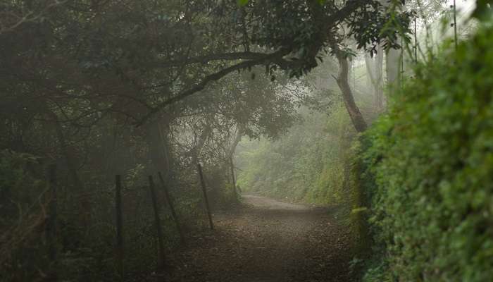 Beautiful dirt road spotted on road trip from Kerala to Ooty