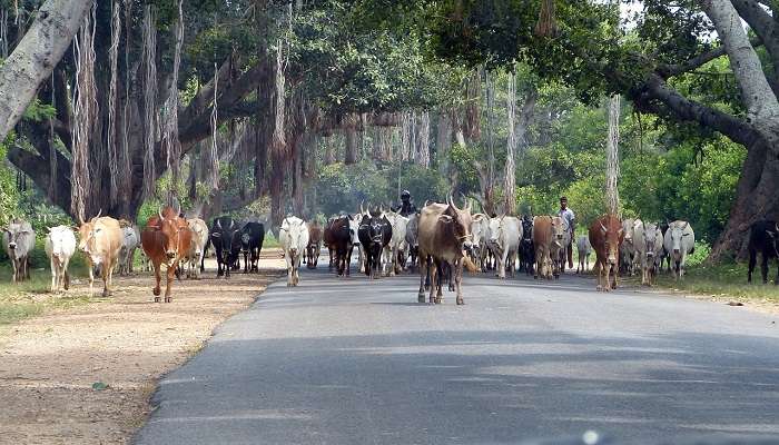 Road that connects Ooty and Mysore