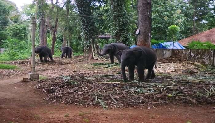 Baby elephants in Kodanad elephant training center