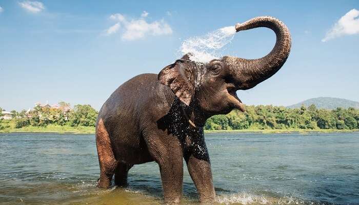 Kodanad Elephant Training Centre, Best places to visit near Kochi