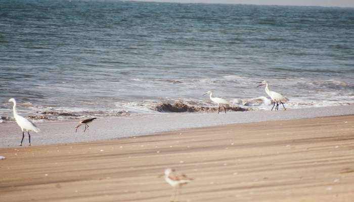 A spectacular view of the Kozhikode beach 