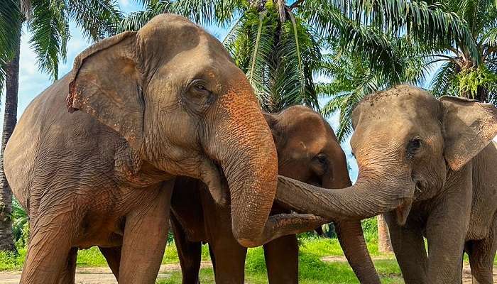 Krabi Elephant Sanctuary, Things To Do In Krabi