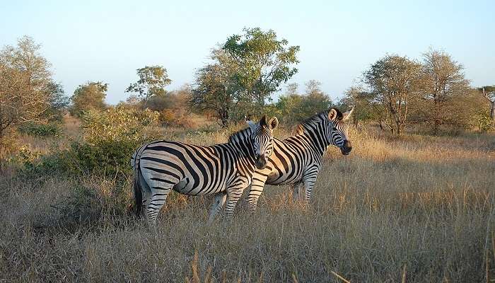 Kruger National Park is one of the largest reserves in South Africa.