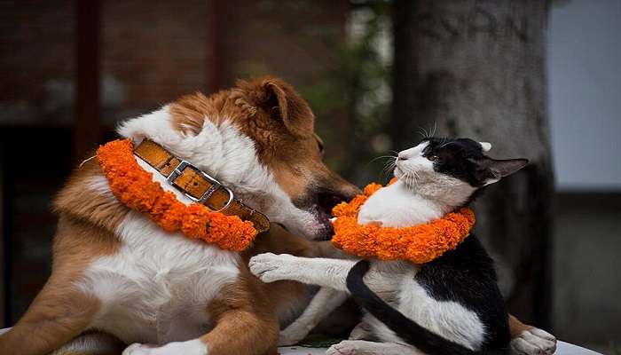 Celebrate Tihar Festival 