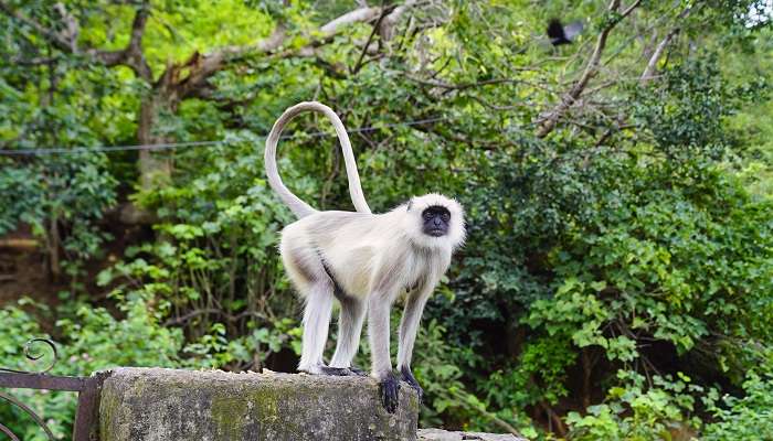 Kumbhalgarh wildlife sanctuary