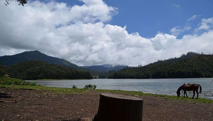 Things to do in Munnar- Kundale Lake 