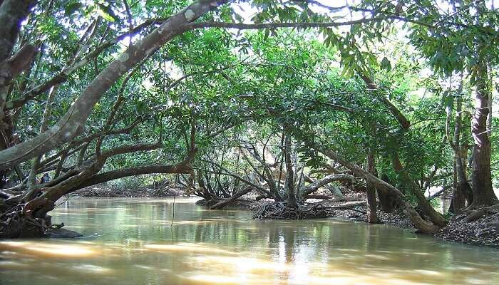 Kuruva- One of the best places to visit near Wayanad for rejuvenation