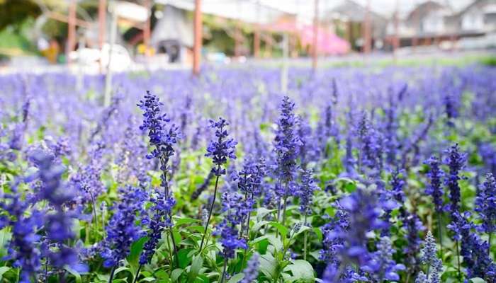 Lavender Gardens