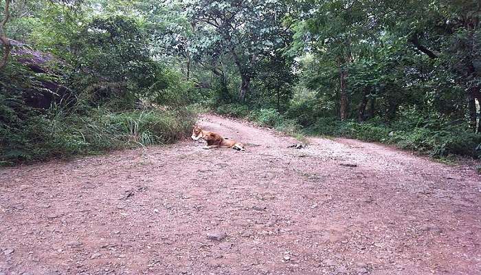 Spot the lions at Neyyar Wildlife Sanctuary in Trivandrum 