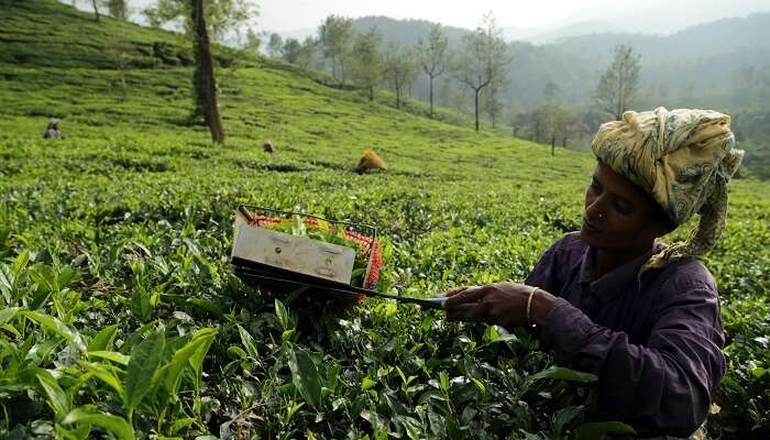 Tea plantations near Malakkappara.