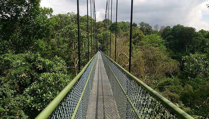 Macritchie Tree Suspension Bridge