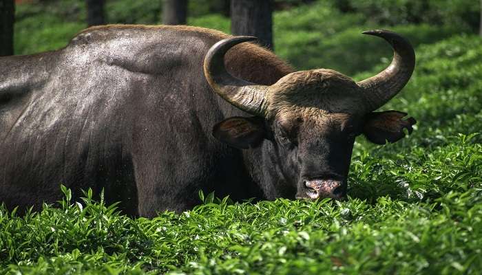 An Indian Bison spotted in one of the popular zoos in Kerala.