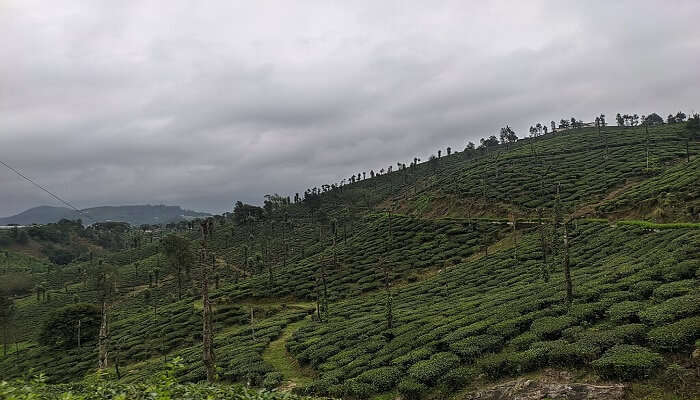 Malakkappara hill station with tea plantations, an offbeat destination near Athirapally waterfalls.