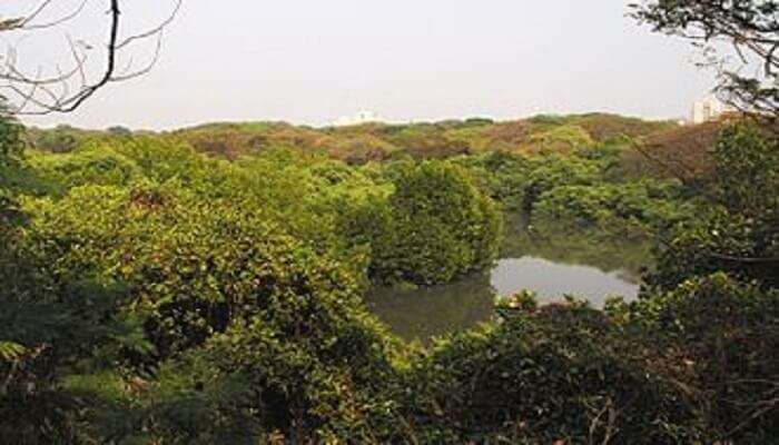  Mangalavanam Bird Sanctuary, Best Places to Visit Near Kochi

 