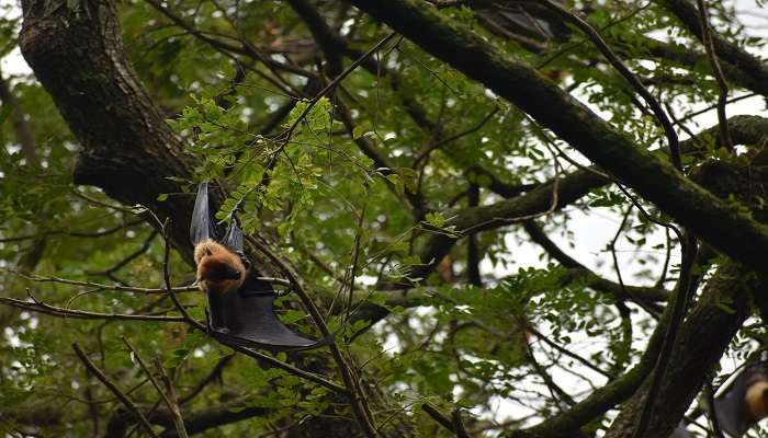 An Indian Flying Fox in the beautiful sanctuary of Kochi