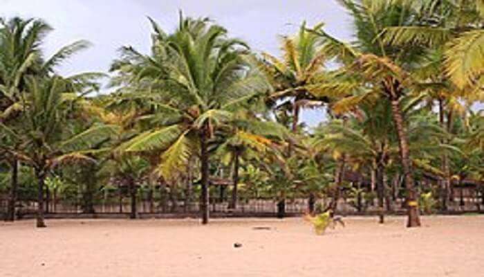 Marari Beach, Best Places to Visit Near Kochi