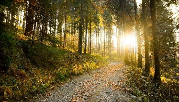 Taking a walk in the trails of Southern Ranges is one of the free things to do in Singapore