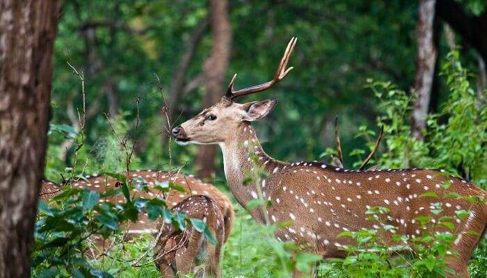 Mudumalai National Park