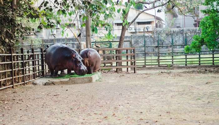 Mumbai Zoo, places to visit in Mumbai