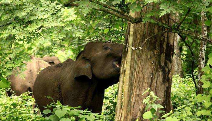 Muniyattukunnu, places to visit near Athirapally Waterfalls