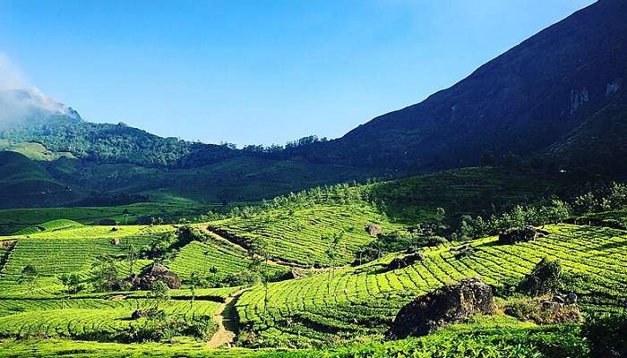 The sprawling tea plantations in Munnar,  is one of the Honeymoon Places In Kerala