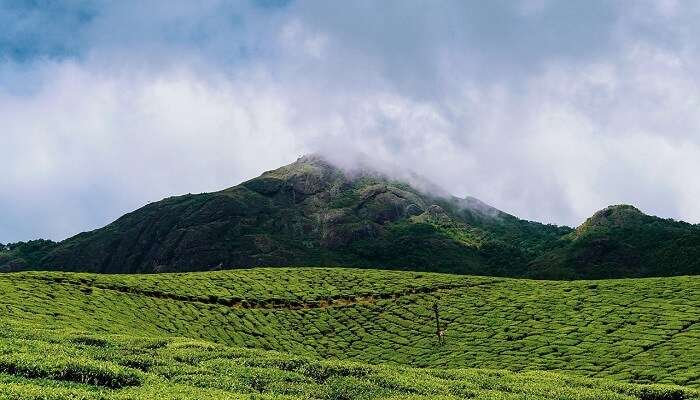 Tea plantation and mountain field adventure sports in Munnar