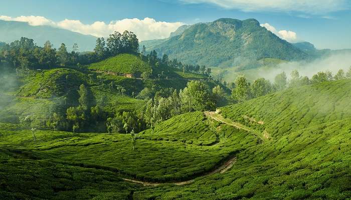 Munnar tea plantations, Kerala In March